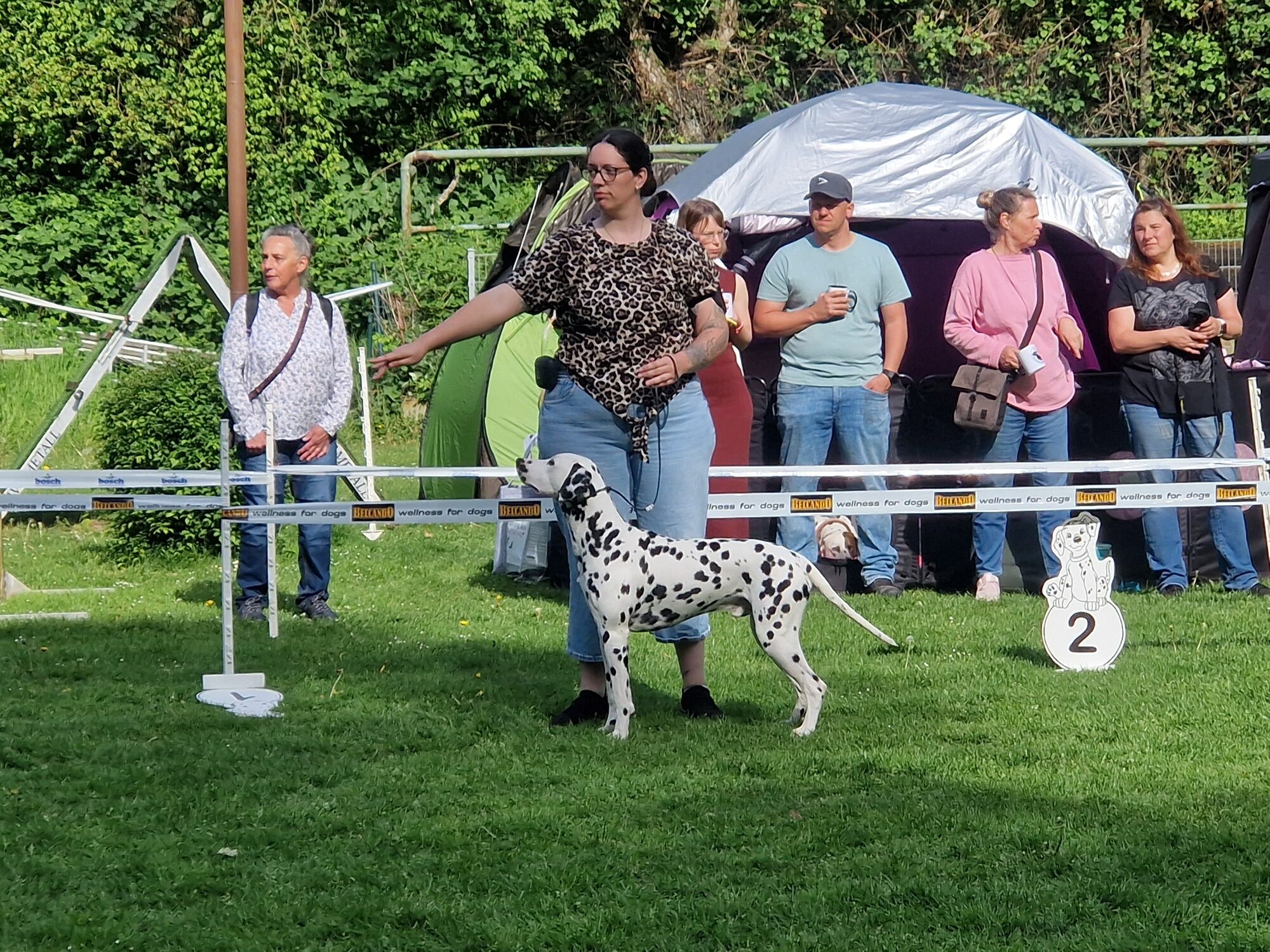 Quill auf der Hundeausstellung in Bochum 2026 (Dalmatiner, v2)