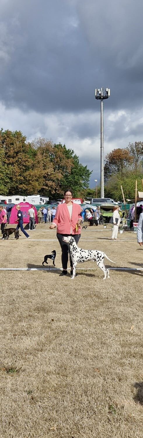 Quill auf der Hundeausstellung in Köln-Hürth 2026, Tag 1 (Dalmatiner, v2 in der Zwischenklasse)
