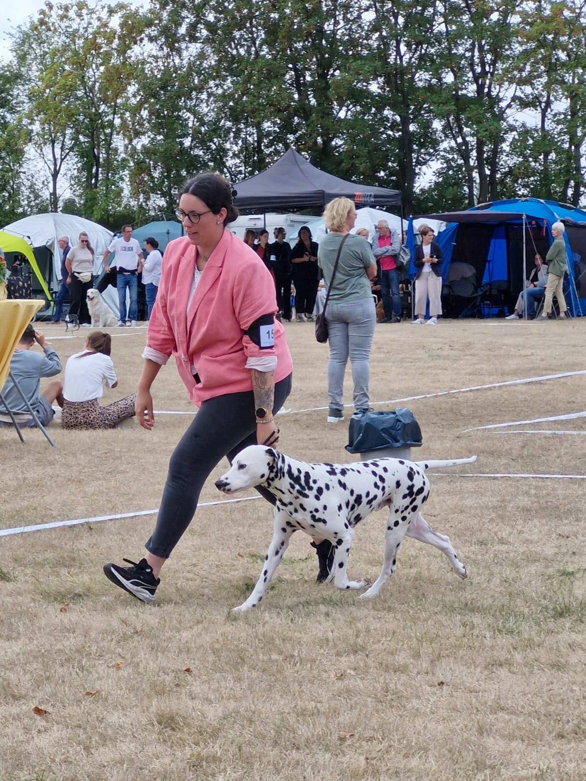 Quill im Gangwerk auf der Hundeausstellung in Köln-Hürth 2026, Tag 2 (Dalmatiner, v2 in der Zwischenklasse)