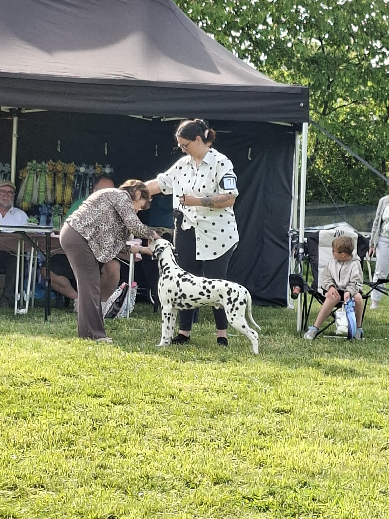 Quill wird Bester Junghund auf der Hundeausstellung in Erkrath 2026 (Dalmatiner)
