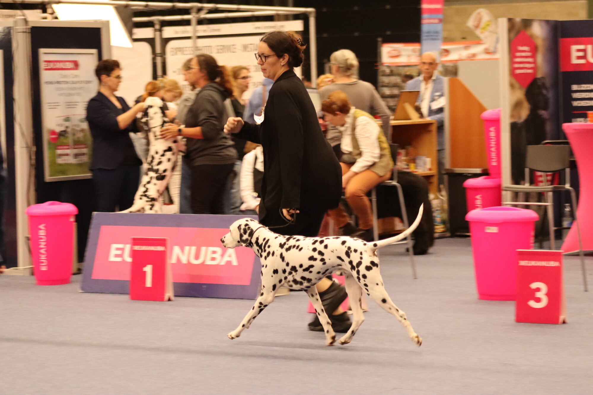 Quill im Gangwerk auf der Hundeausstellung in Genk 2026, Tag 1 (Dalmatiner, v2 in der Zwischenklasse)
