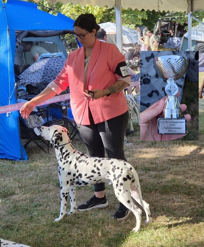 Quill auf der CACIB-Hundeausstellung in Ludwigshafen 2026 (Dalmatiner, v2 in der Zwischenklasse) mit Ehrenpreis