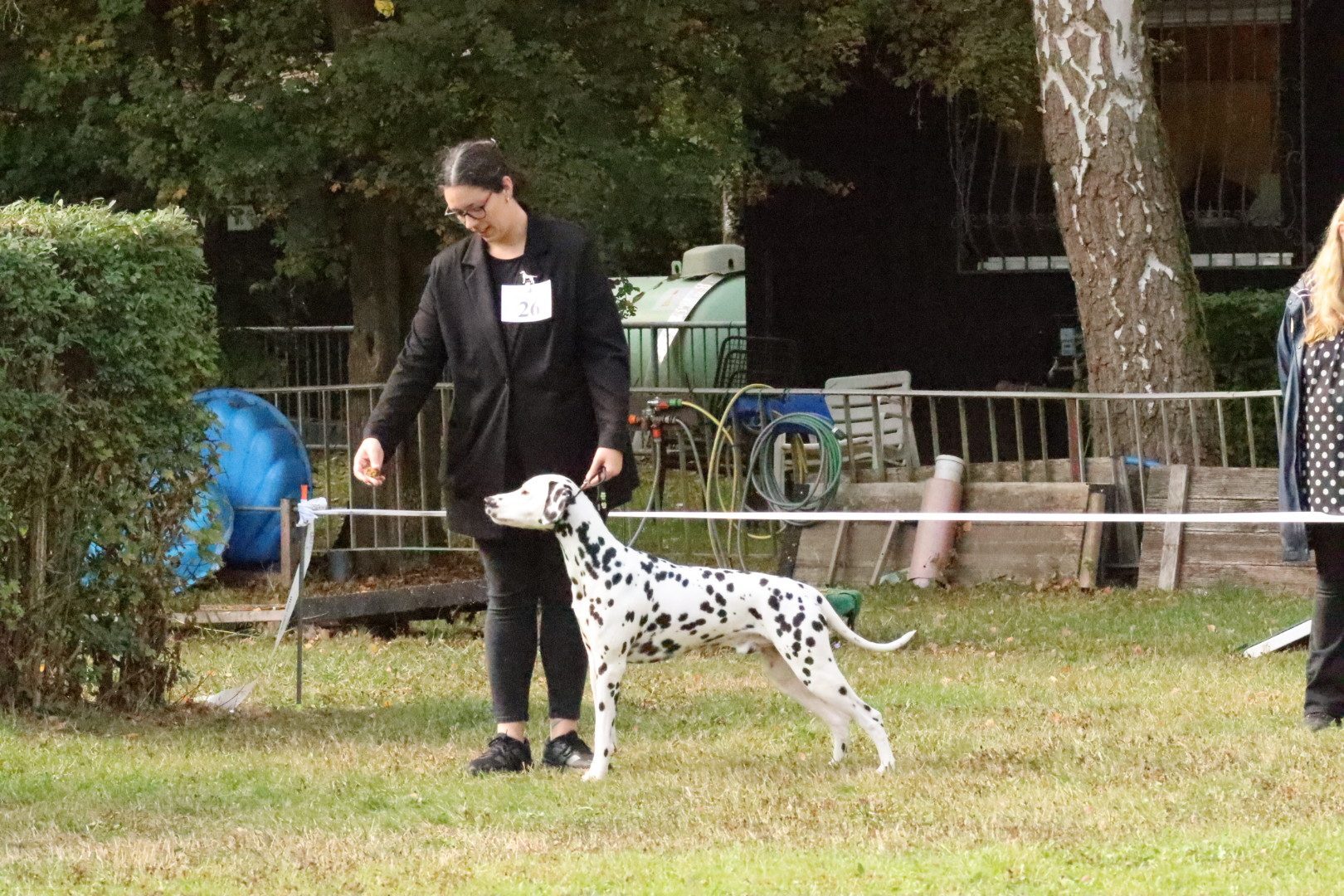 Quill im Stand auf der Hundeausstellung in Mainz-Laubenheim 2026 (Dalmatiner, v1)