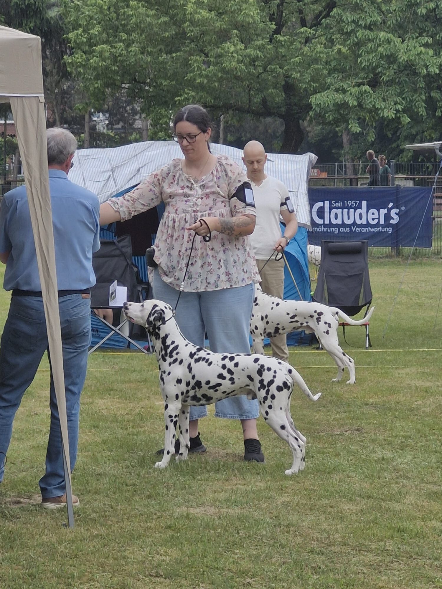 Quill auf der Hundeausstellung in Wesel 2026 (Dalmatiner, v2)